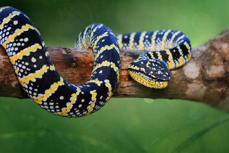 Temple Viper, Bandotan candi