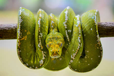 Green Phyton Snakeの写真素材