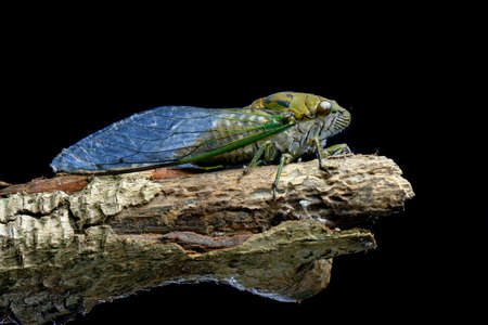 Cicadidae on Black  background , macro photography