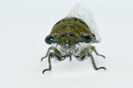 Cicadidae on white background , macro photography