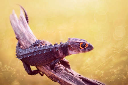 Crocodile skin on the twigs in tropical gardenの写真素材