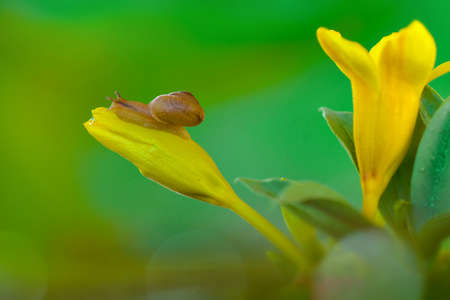 Beautiful snails above flowers in a tropical gardenの写真素材