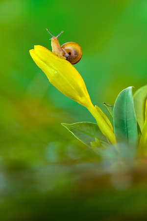 Beautiful snails above flowers in a tropical gardenの写真素材