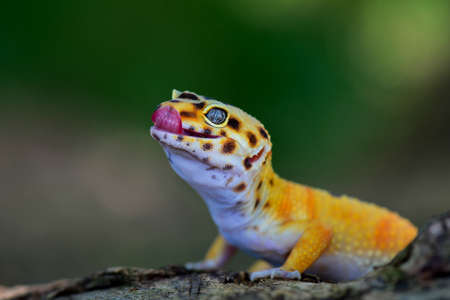 Leopard Gecko  on black backgroundの写真素材