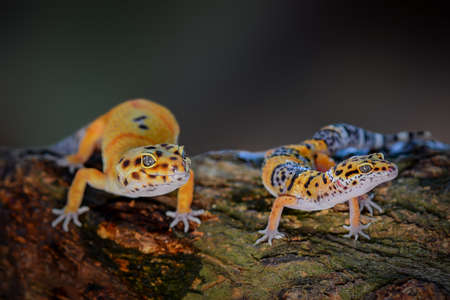 Leopard Gecko  on black background