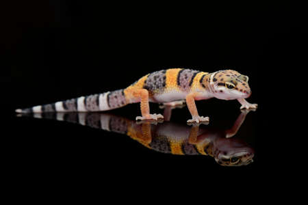 Leopard Gecko  on black backgroundの写真素材