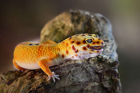 Leopard Gecko is on a tree branch in a tropical gardenの写真素材