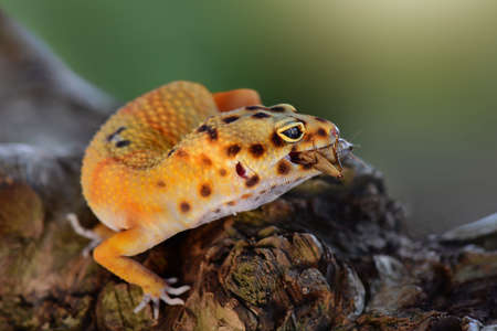 Leopard Gecko is on a tree branch in a tropical gardenの写真素材