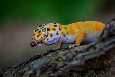Leopard Gecko is on a tree branch in a tropical gardenの写真素材