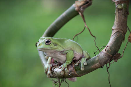 Dumpy frog  on twig in tropical garden