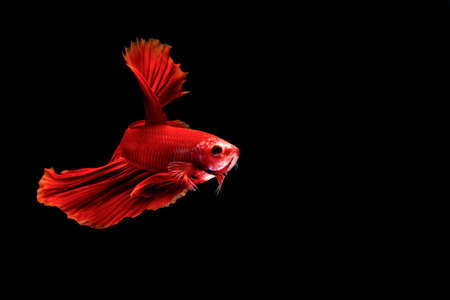 Fighting fish with black background, Half moon betta fish with black backgrounの写真素材