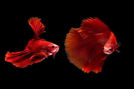 Fighting fish with black background, Half moon betta fish with black backgrounの写真素材