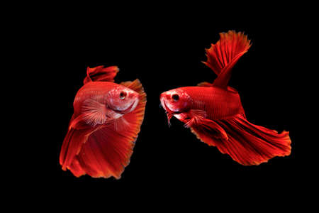 Fighting fish with black background, Half moon betta fish with black backgrounの写真素材