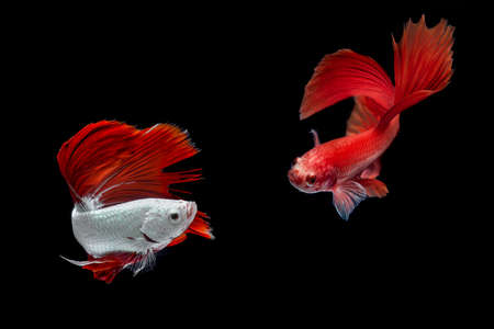 Fighting fish with black background, Half moon betta fish with black backgrounの写真素材
