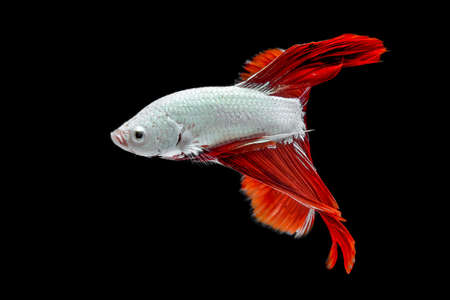 Fighting fish with black background, Half moon betta fish with black backgrounの写真素材