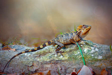 Dragon forest lizard on branch in tropical garden