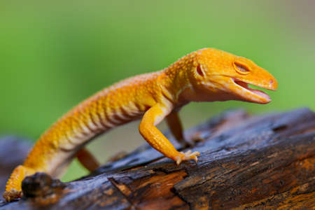 Sunglow Gecko  on branch  in tropical gardenの写真素材