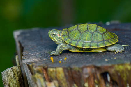 Turtle on branch in tropical garden