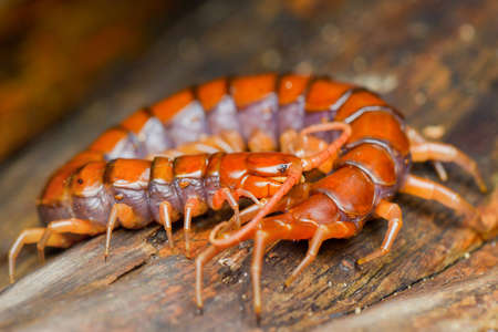 Centipede on branch in tropical gardenの写真素材