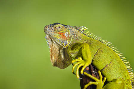 Iguana on the branch  in tropical gardenの写真素材