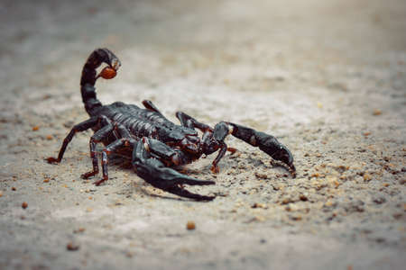 Asian Scorpion Forest  in tropical  gardenの写真素材