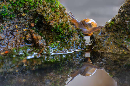 Snails cross the water between the rocksの写真素材