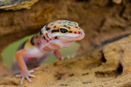 Leopard Gecko  on a tree branch
