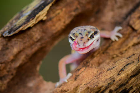 Leopard Gecko  on a tree branchの写真素材