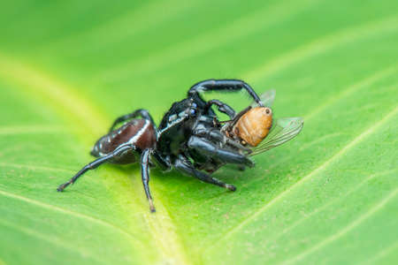 Jumping Spider, macro close-up photography jumping spider with blur background, spider prey