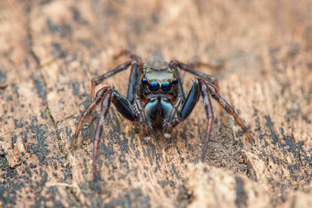Jumping Spider, macro close-up photography jumping spider with blur background, spider prey