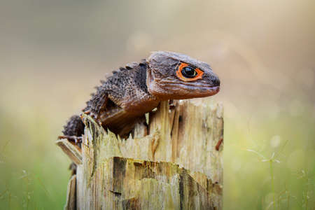 Tribolonotus Gracilis, Crocodile Skink on twigsの写真素材
