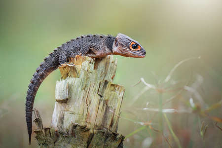 Tribolonotus Gracilis, Crocodile Skink on twigs