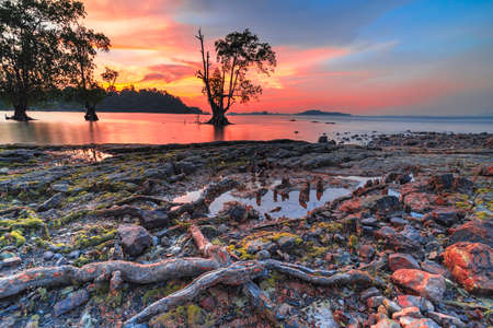 Beautiful sunrise on the beach of Tanjung Pinggir, with mangrove plants as POIの写真素材