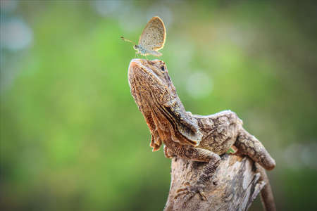 Chlamydosaurus kingii  on tree in  tropical gardenの写真素材