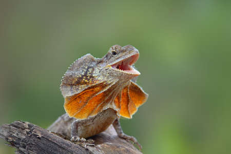 Chlamydosaurus kingii  on tree in tropical gardenの写真素材