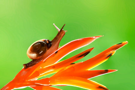 snail on flowerの写真素材