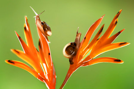 snail on flowerの写真素材