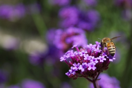 Bee pollinating a purple lantana in a summer gardenの写真素材