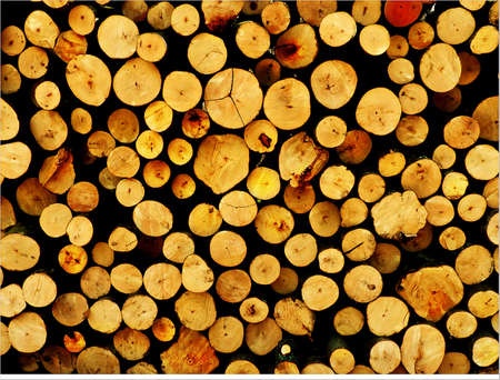 The logs of the tree.Forest logs.Forest production.Harvesting of wood.