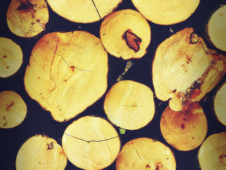 The logs of the tree.Forest logs.Forest production.Harvesting of wood.