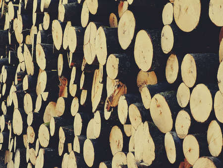 The logs of the tree.Forest logs.Forest production.Harvesting of wood.の写真素材