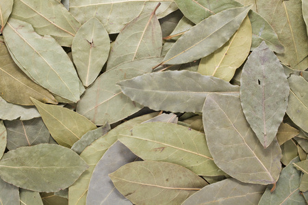 laurel