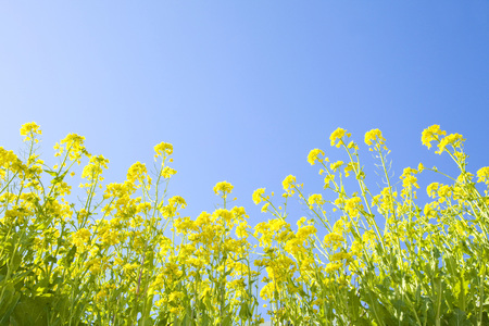 rape field