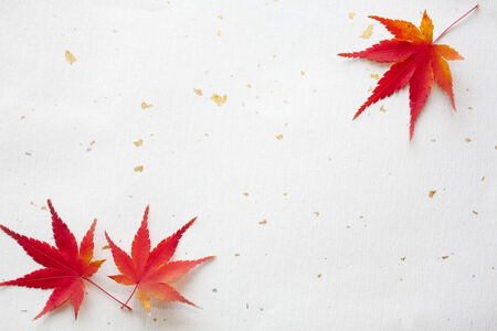 maple and Japanese paperの写真素材