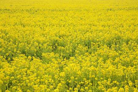 field of rapeseedの写真素材