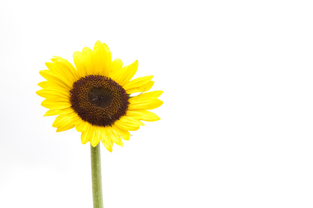 Sunflowerの写真素材