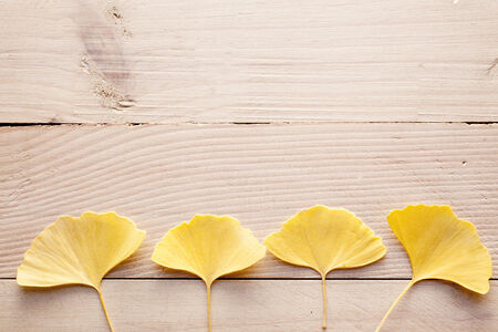 Ginkgo leaves and boardの写真素材