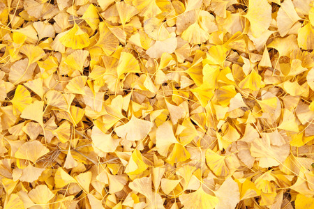 Ginkgoの写真素材