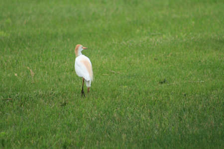 BIRDの写真素材