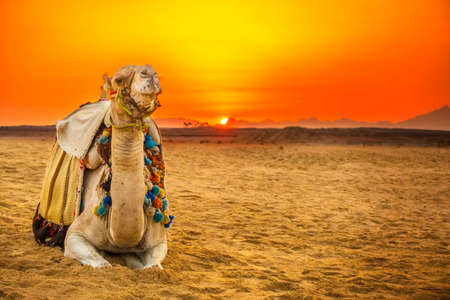 Camel lying down in egyptian desert at sunsetの写真素材